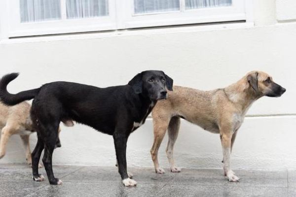 乞丐属相是什么生肖(乞丐是什么生肖)