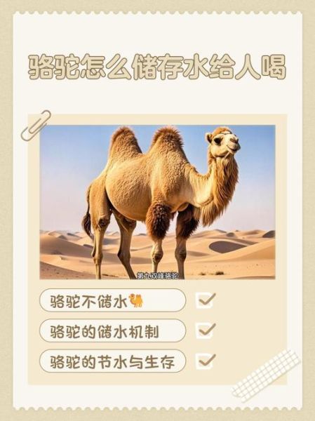 骆驼最佳生肖属相相冲（骆驼生肖属相冲什么）