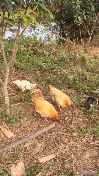 什么属相是炉火的生肖(炉火的生肖是什么 👀 一文看懂)