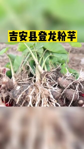 高芋芋生肖属相(高芋芋生肖属相是什么?)