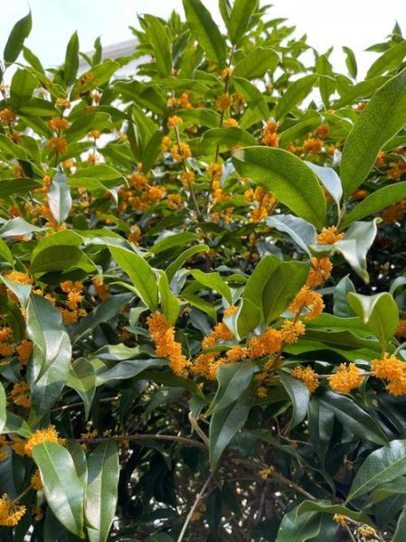 秋香属什么生肖属相(秋香生肖属什么)