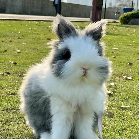 越南的生肖属相(越南生肖属相为啥没有兔)