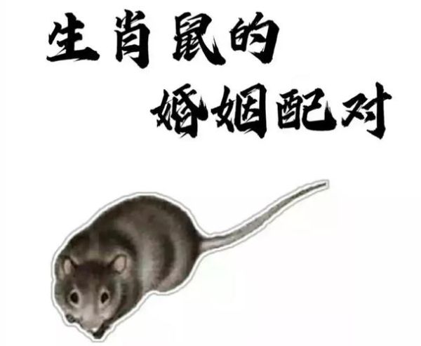 生肖鼠最搭配的属相(生肖鼠和什么属相最配最旺?)