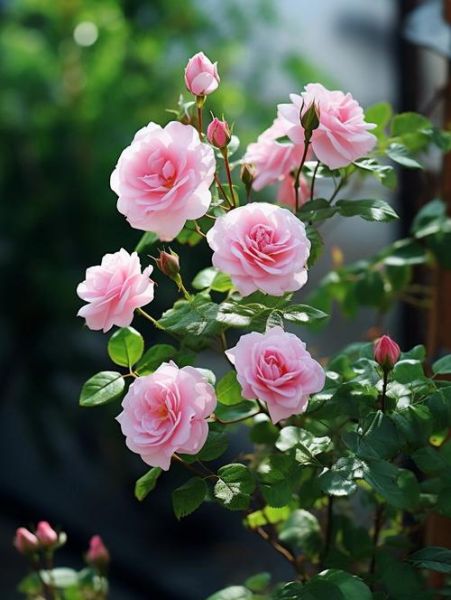 生肖属相养什么花（属鼠适合养什么花招财旺运）