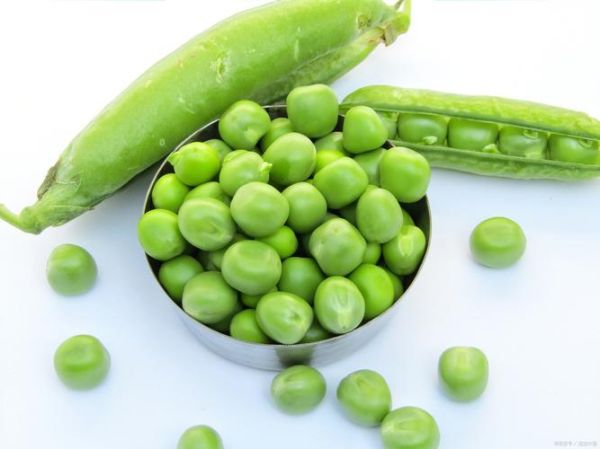 豆属哪个生肖属相（豆属什么生肖？）