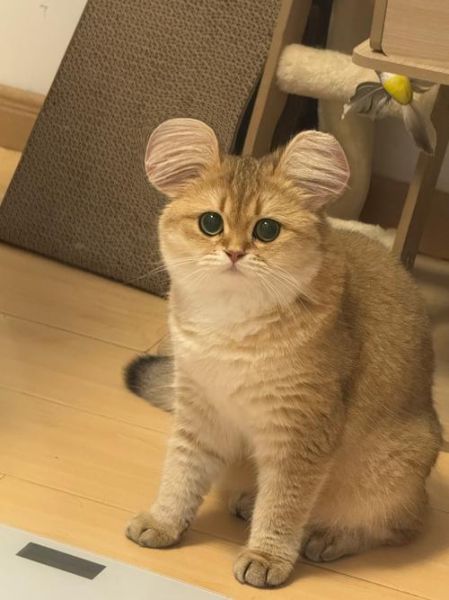 十二生肖新属相（十二生肖新属相是猫是真的吗？）