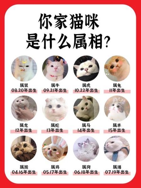 不宜养猫的生肖属相（不宜养猫的生肖属相是哪几个？）