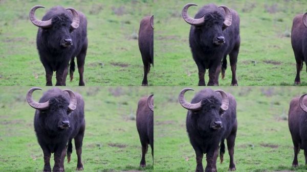 老水牛什么生肖属相(老水牛属什么生肖?一看就懂的小科普)