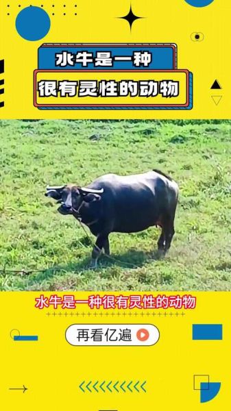 老水牛什么生肖属相(老水牛属什么生肖?一看就懂的小科普)