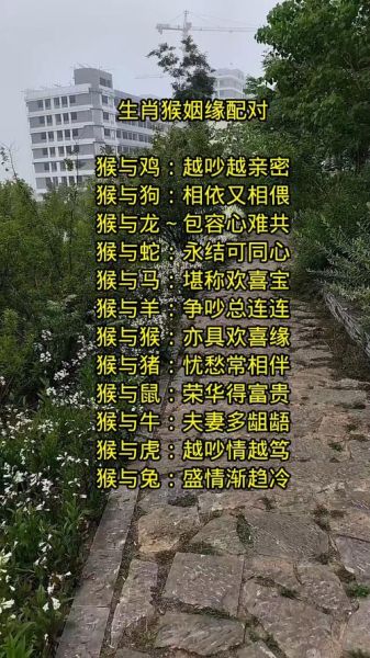生肖猴的属相组合（生肖猴的最佳属相配对有哪些）
