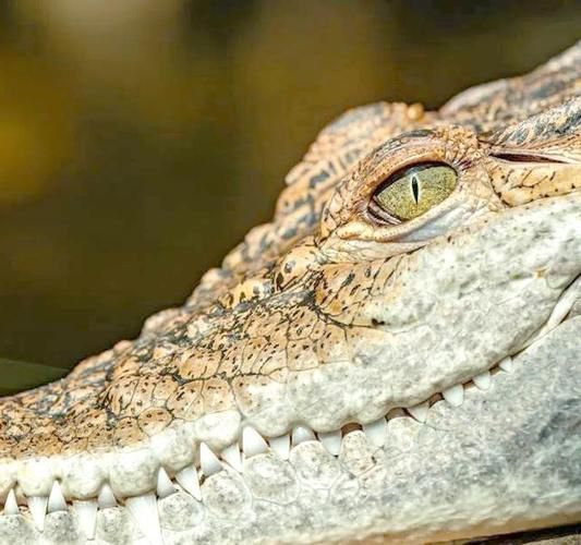 鳄鱼属于哪个生肖属相（鳄鱼属于哪个生肖？真相大白）