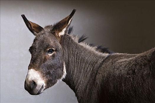 2014生肖属相（2014年出生属什么生肖？🐴）