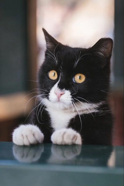 黑猫与哪些生肖属相相配(黑猫最旺什么属相?新手速看)