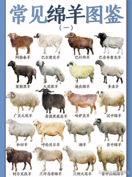 生肖属相的羊（羊是哪一年出生的属相）