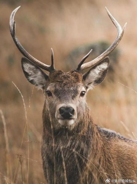 麋鹿的正确生肖属相（麋鹿的正确生肖属相是什么）
