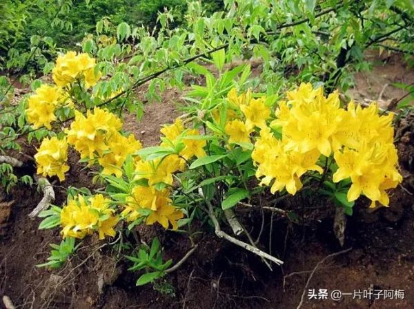 带绿花的生肖属相（带绿花是什么生肖？一看就懂！）