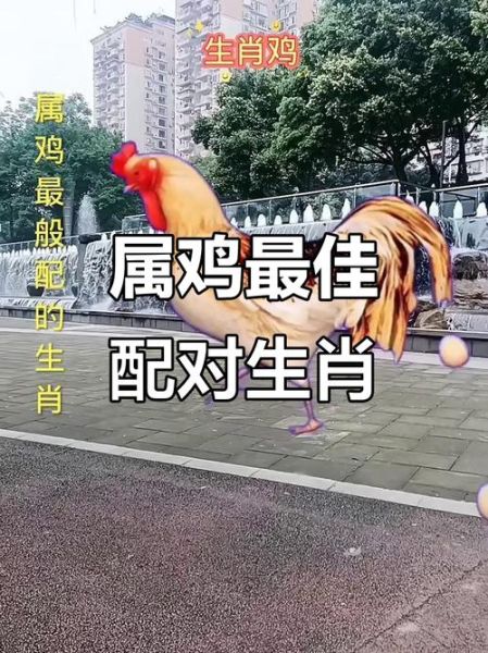 鸡生肖相配的属相（属鸡的和什么生肖最配）