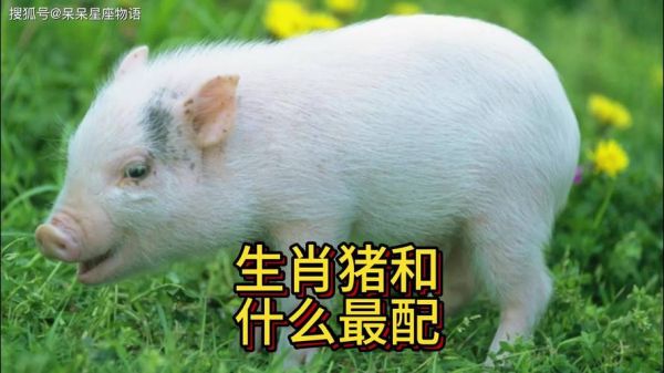 生肖猪相合的属相（生肖猪跟什么属相最合）