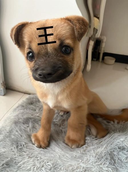 土狗属相是什么生肖（土狗属相到底是哪个生肖？）