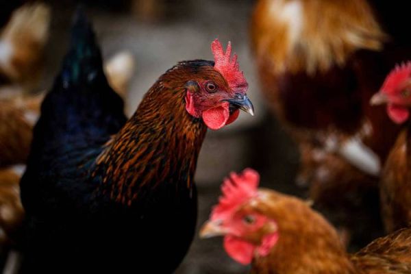 生肖狗匹配的属相（生肖狗配什么属相最旺？）