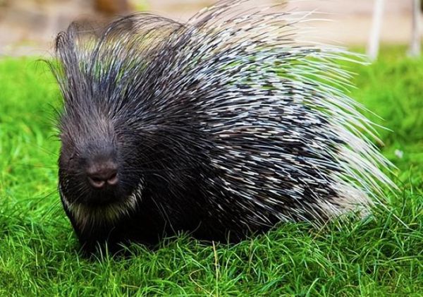 豪猪是什么生肖属相（豪猪是什么生肖属相？）