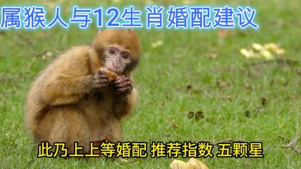 生肖猴和生肖属相（生肖猴和生肖属相如何匹配最旺）