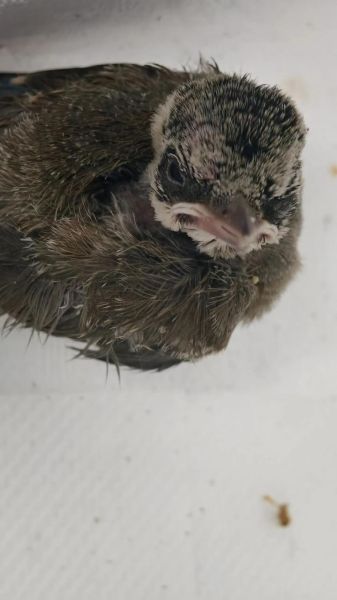 胆大八哥打一生肖属相（胆大八哥打一生肖属相是什么）