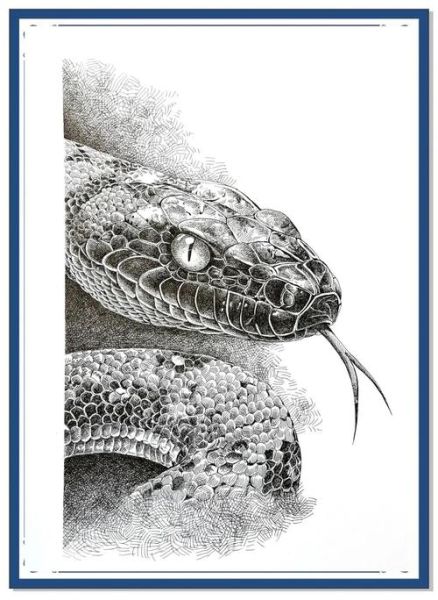 钢笔对应生肖属相图（钢笔对应生肖属相图大全）