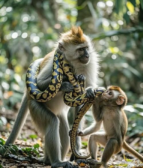 生肖蛇猴生什么属相宝宝（生肖蛇猴夫妻生什么宝宝最好）