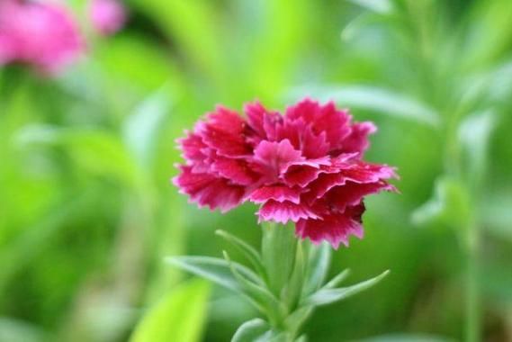 绿色佳人生肖属相（绿色佳人生肖属相揭秘）