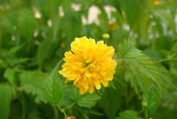 绿色佳人生肖属相（绿色佳人生肖属相揭秘）