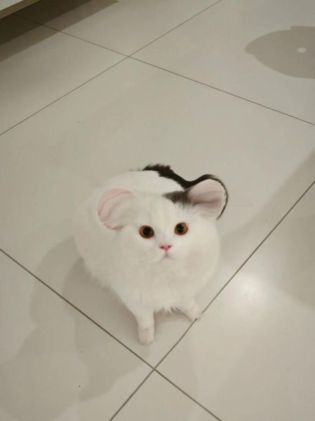 生肖属相猫（生肖属相猫到底是哪一年？）