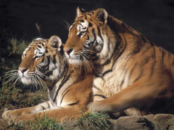 1995属相是什么生肖（1995属什么生肖？属猪还是狗）