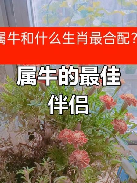 属相牛跟什么生肖不合（属牛的和什么属相不合）