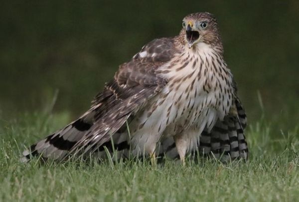 鹰是生肖猴吗属相（鹰在生肖里属什么？）