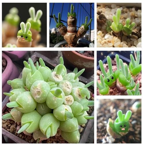 生肖属相多肉植物（属兔养什么多肉植物最旺财运🌱）