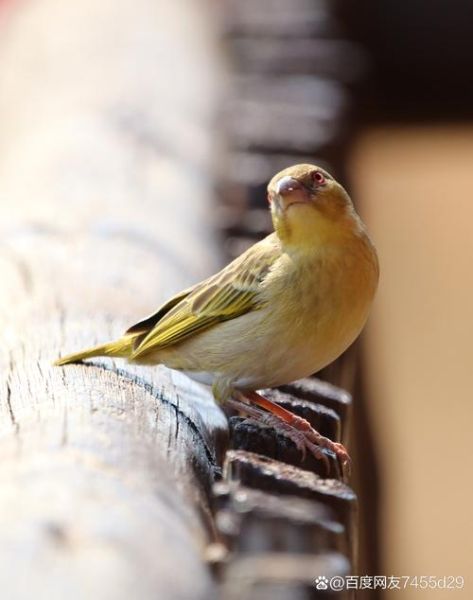 黄雀属相是什么生肖（黄雀属相是什么生肖？速查版🧐）