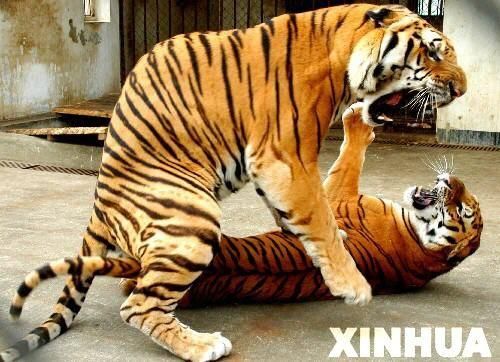 生肖虎配偶属相（生肖虎配什么属相最好最旺🔥）