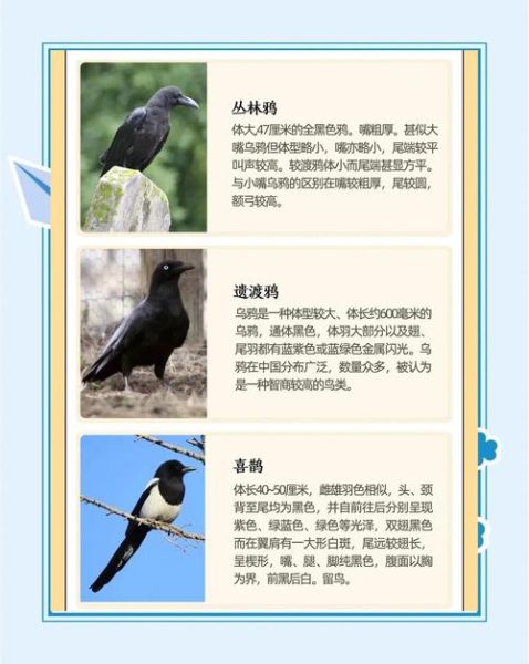 乌鸦生肖属相（乌鸦在中国是生肖吗？真相大揭秘）