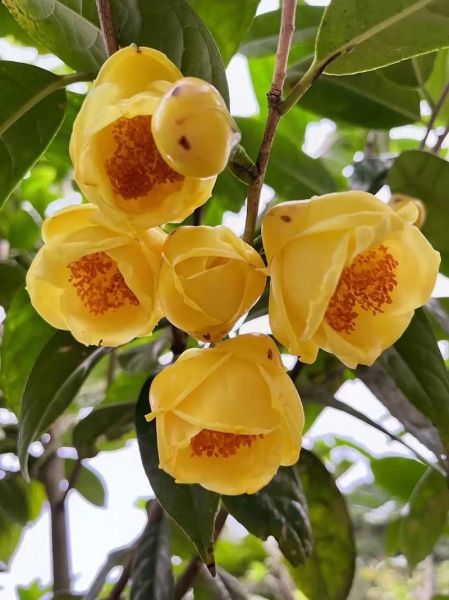 金花属什么生肖属相（金花到底属相什么？新手必看）