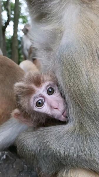 什么属相是吃奶动物生肖（吃奶动物生肖是什么？小白一看就懂）