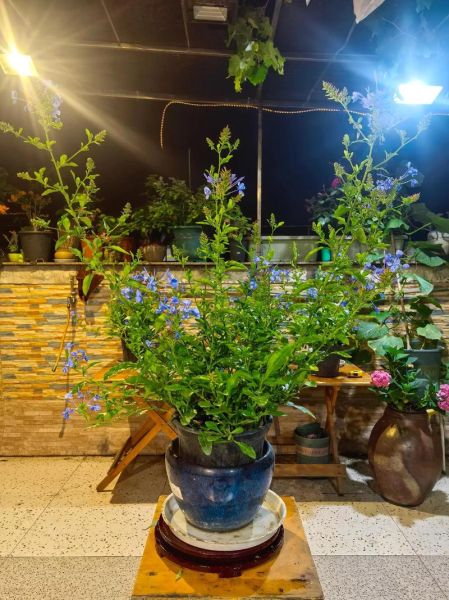 梁宇属什么生肖属相