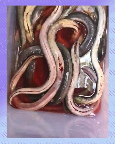 什么生肖属相土龙（什么生肖属相土龙？新手一看就懂）