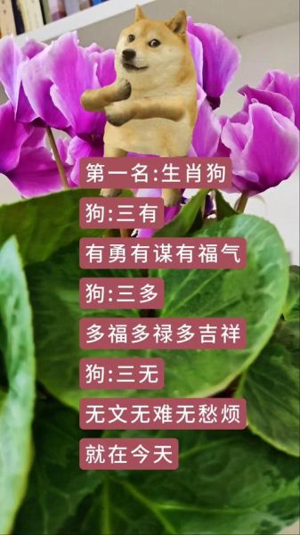 属相狗上面是啥生肖(属相狗前面是什么生肖?新手必看)