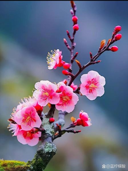 张梅花属什么生肖属相