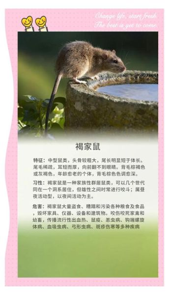 鼠生肖分几种属相呢（鼠生肖分几种常见亚型）